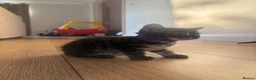 Mixed Breed cats for sale: Half bengal kittens  in Brandon - Advert 15