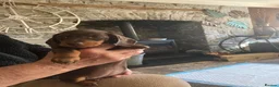 Miniature Dachshund dogs for sale: Miniature daschund  - Advert 7