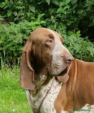 Bracco Italiano dogs Valentino Rossi Italian Import - Advert 2