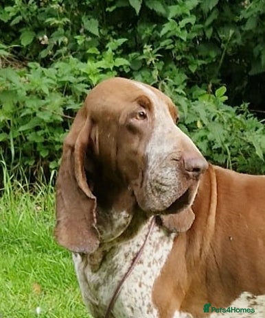 Bracco Italiano dogs Valentino Rossi Italian Import - Advert 2