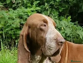 Bracco Italiano dogs Valentino Rossi Italian Import - Advert 2