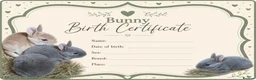 Rex rabbits for sale: Mini Rex babies  - Advert 2