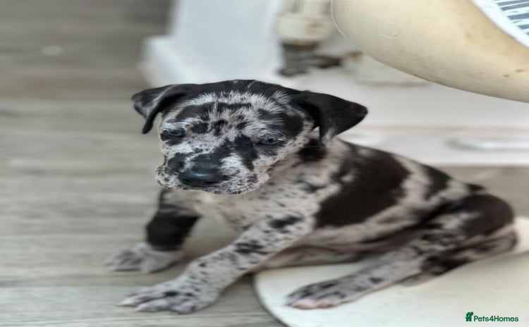 Great Dane dogs - Advert 1