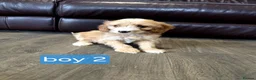 Cockapoo dogs for sale: Adorable F1 Cockapoo pups ♥️🐕🐾 in Bury Saint Edmunds - Advert 23