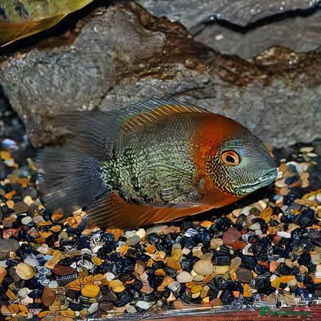 Cichlids fish for sale: South American cichlids all must go! - Image 15