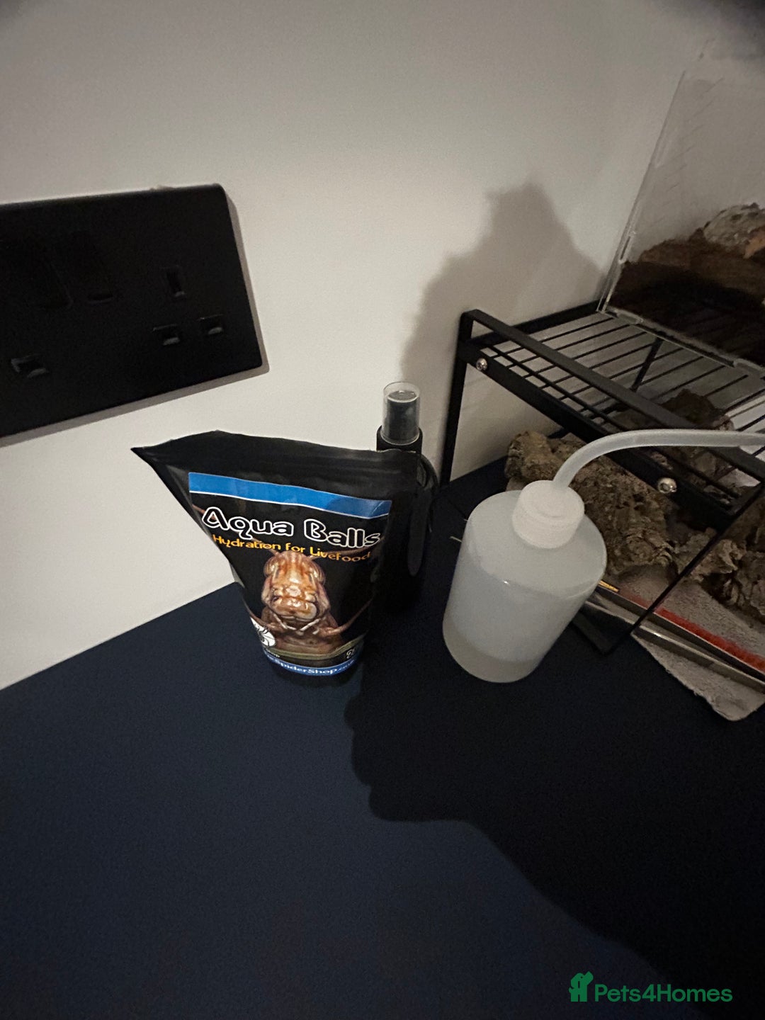 Tarantulas invertebrates for sale: Mexican red rump Tarantula 5cm 1-2 years old - Advert 9