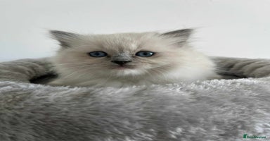 Ragdoll cats - Advert 2