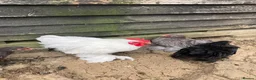 Chickens poultry for sale: White Pekin Bantam Cockerels in Chelmsford - Advert 2