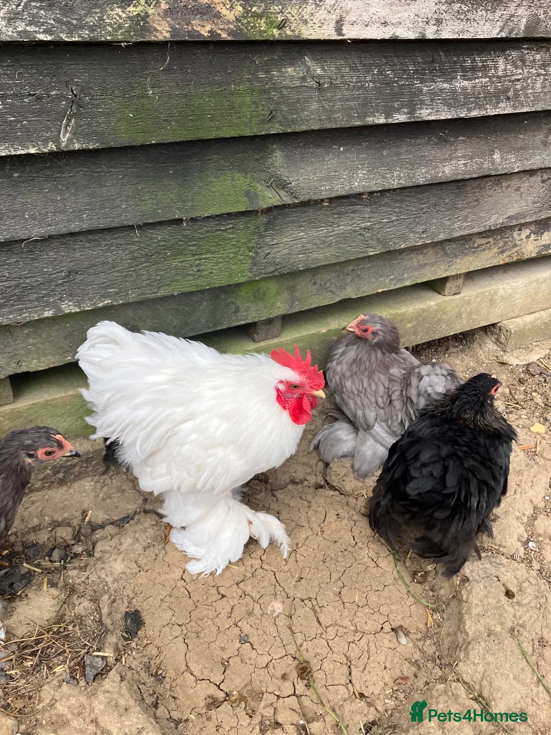 Chickens poultry for sale: White Pekin Bantam Cockerels in Chelmsford - Advert 2