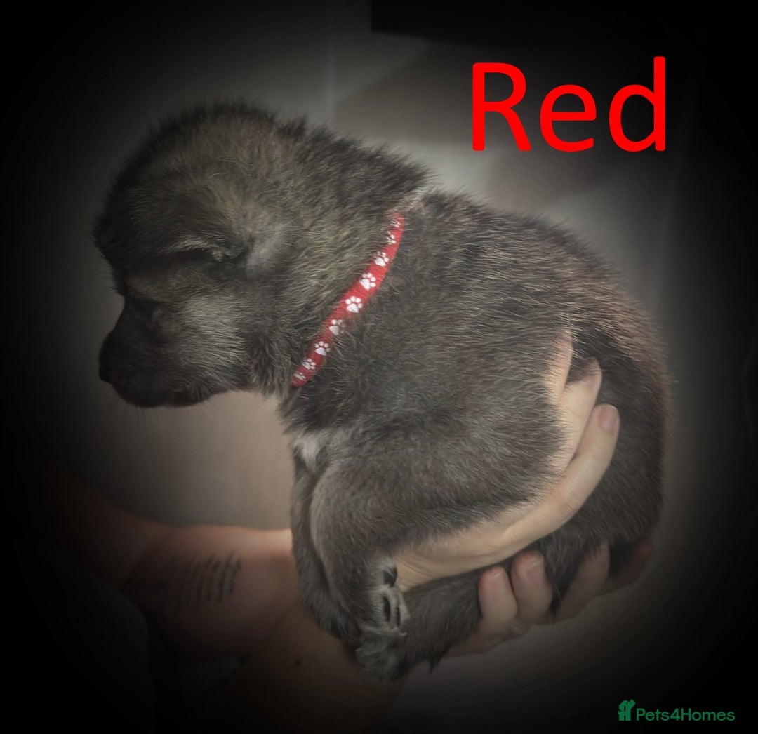 Shepsky dogs for sale: Siberian husky hybrid pups - Image 21