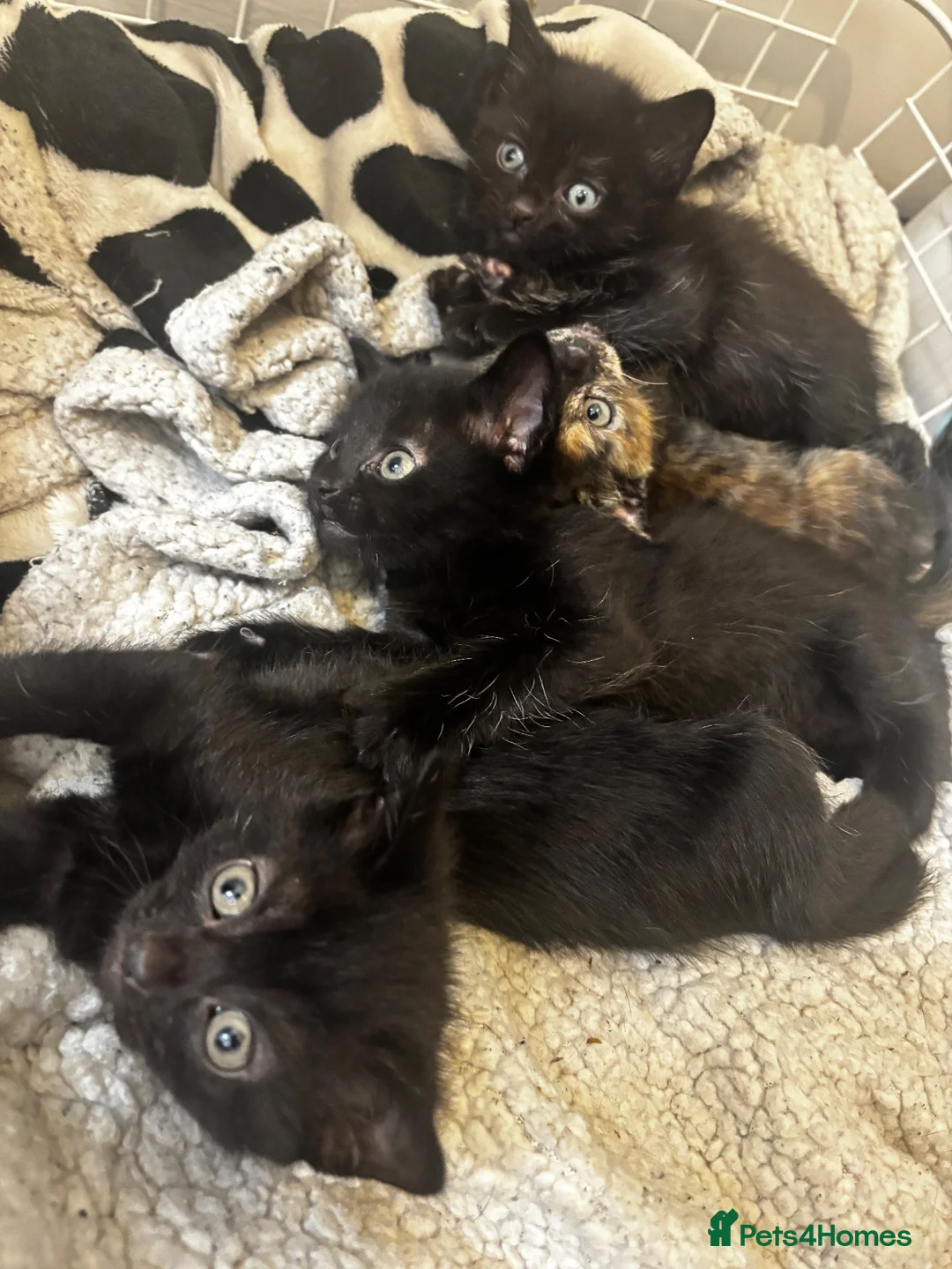 Mixed Breed cats for sale: Mixed kitten’s for sale in Newcastle upon Tyne - Advert 2