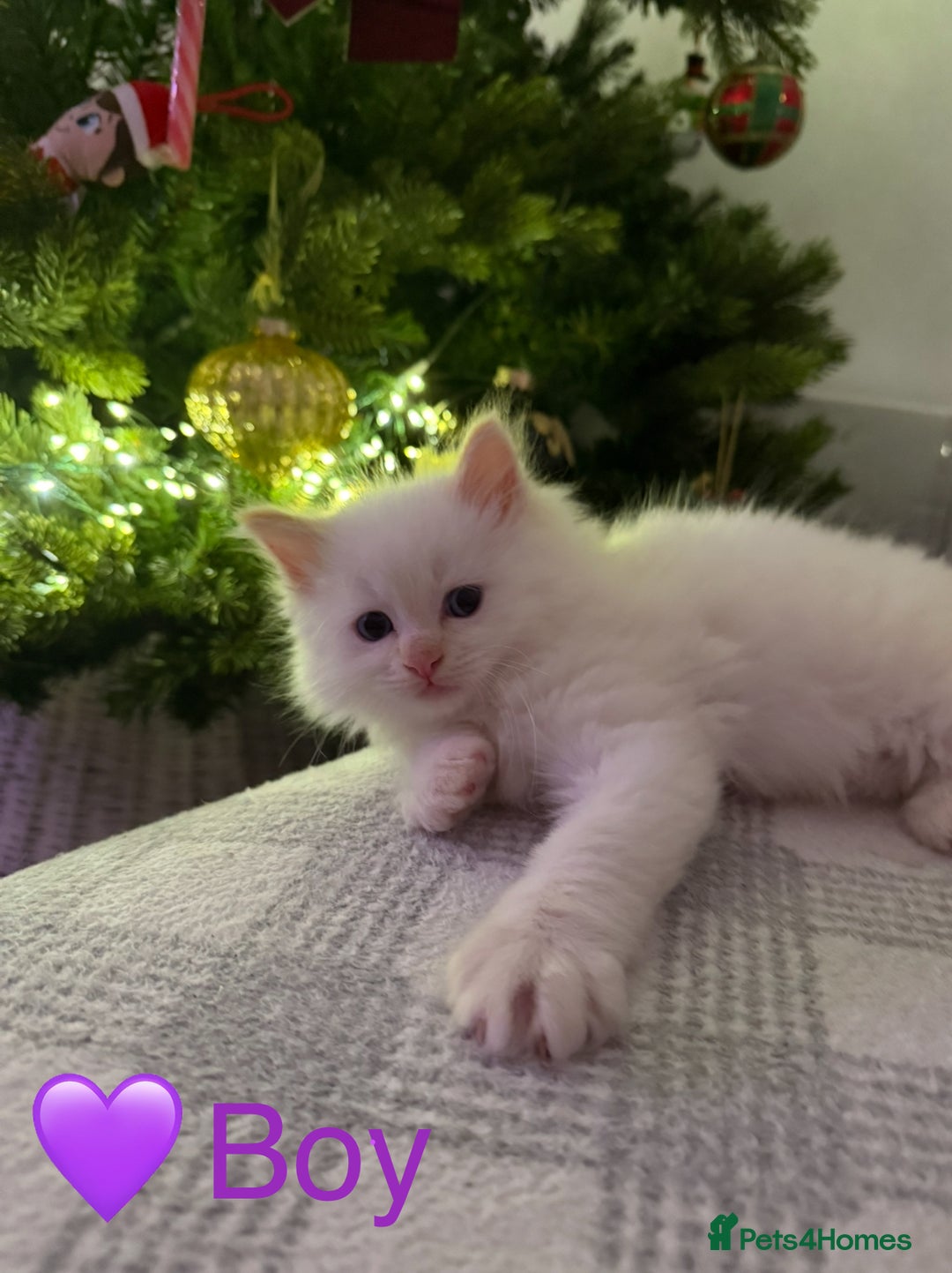 Ragdoll cats for sale: 💎🐾Beautiful Ragdoll Kittens🐾💎 - Advert 4