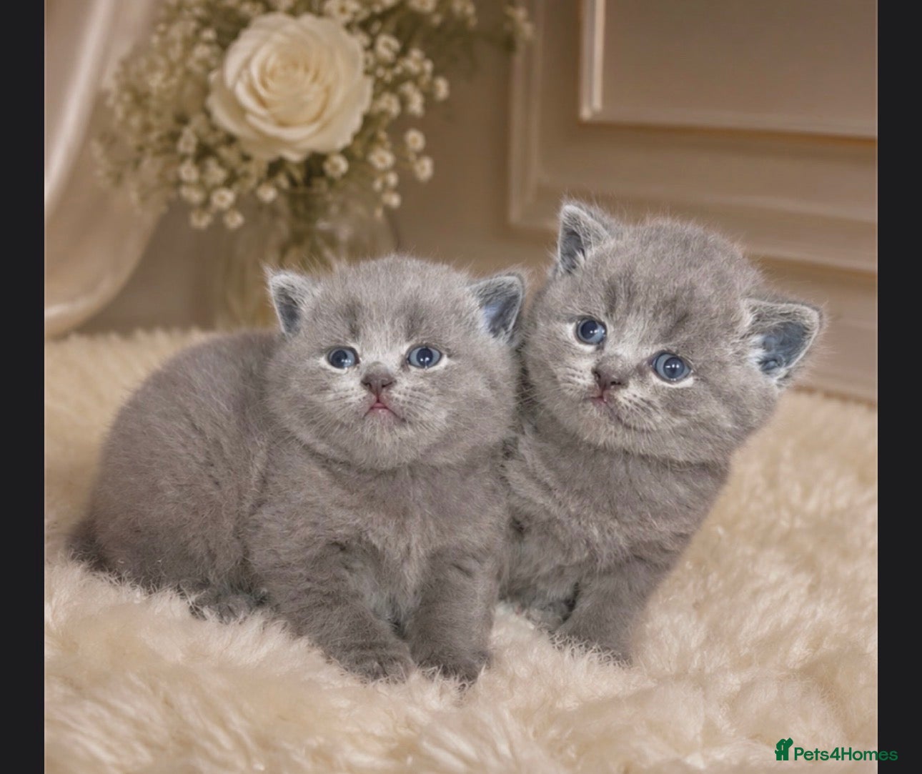 British Shorthair cats Stunning British Short Hair Kittens  - Advert 12