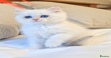 British Shorthair cats LAST KITTEN - Rare Golden Lilac Point BSH Girl - Advert 16