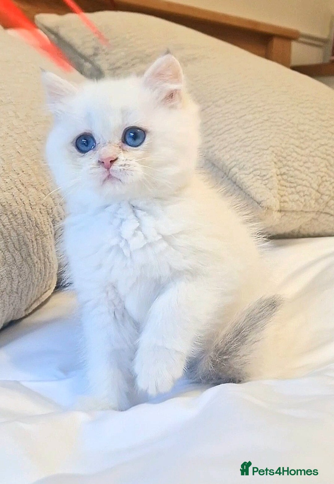 British Shorthair cats for sale: LAST KITTEN - Rare Golden Lilac Point BSH Girl - Advert 4