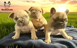 French Bulldog dogs for sale: Exquisite French Bulldog Puppies - Image 3