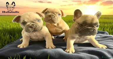 French Bulldog dogs - Advert 9