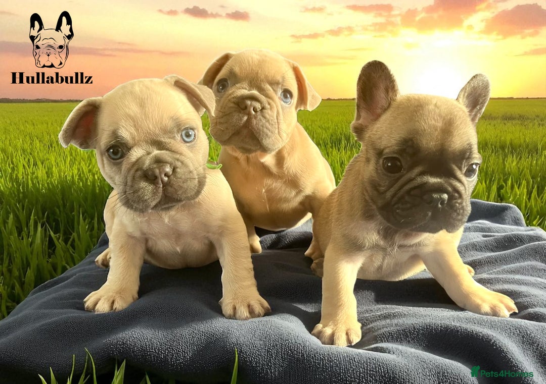 French Bulldog dogs for sale: Exquisite French Bulldog Puppies - Image 3