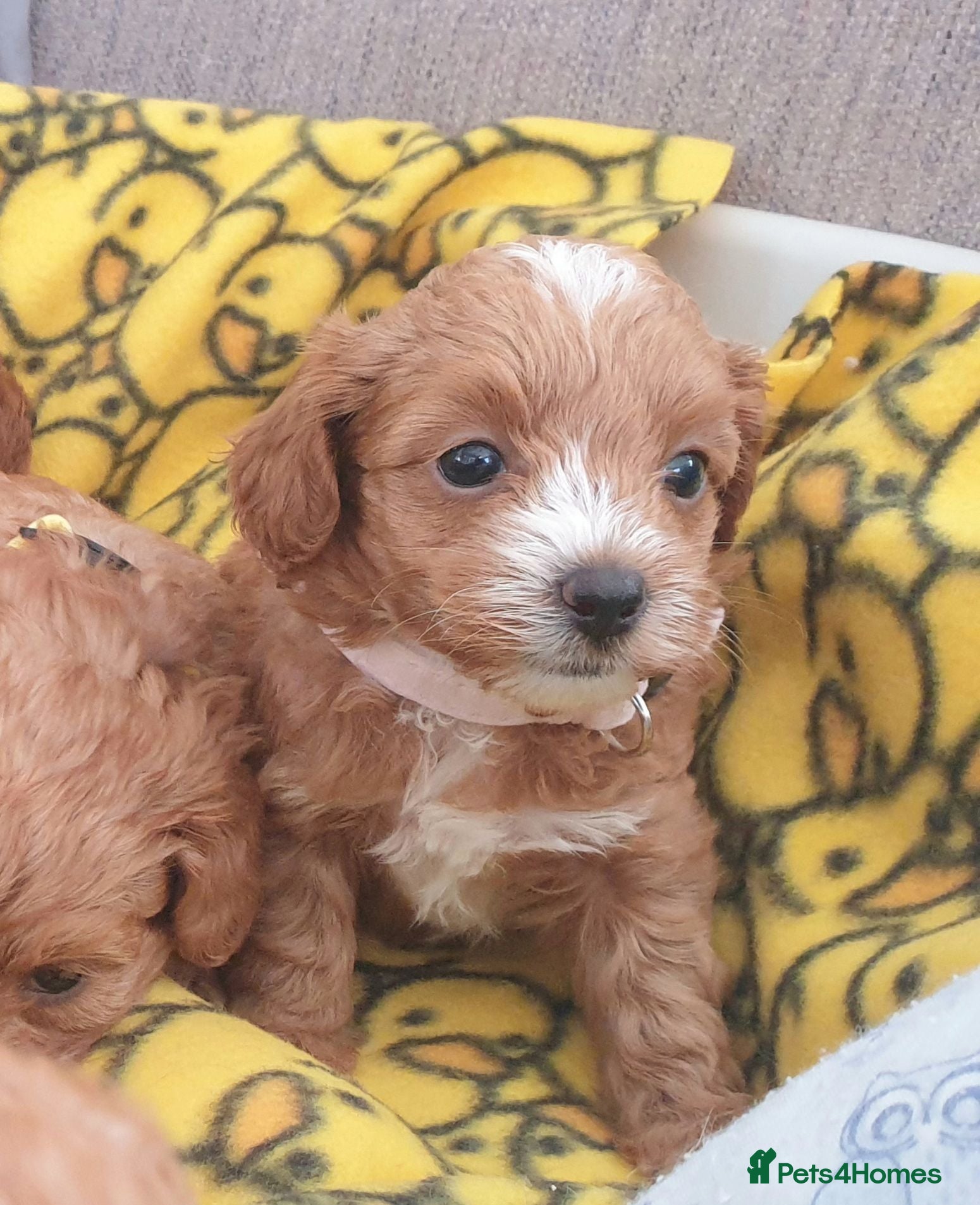 Mixed Breed dogs F1bb Cotonoodle, health tested parents red/apricot - Advert 2