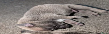 Frug 3