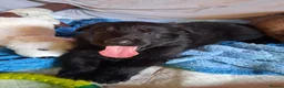 German Shepherd dogs for sale: German shepherd pups in Doncaster - Advert 3