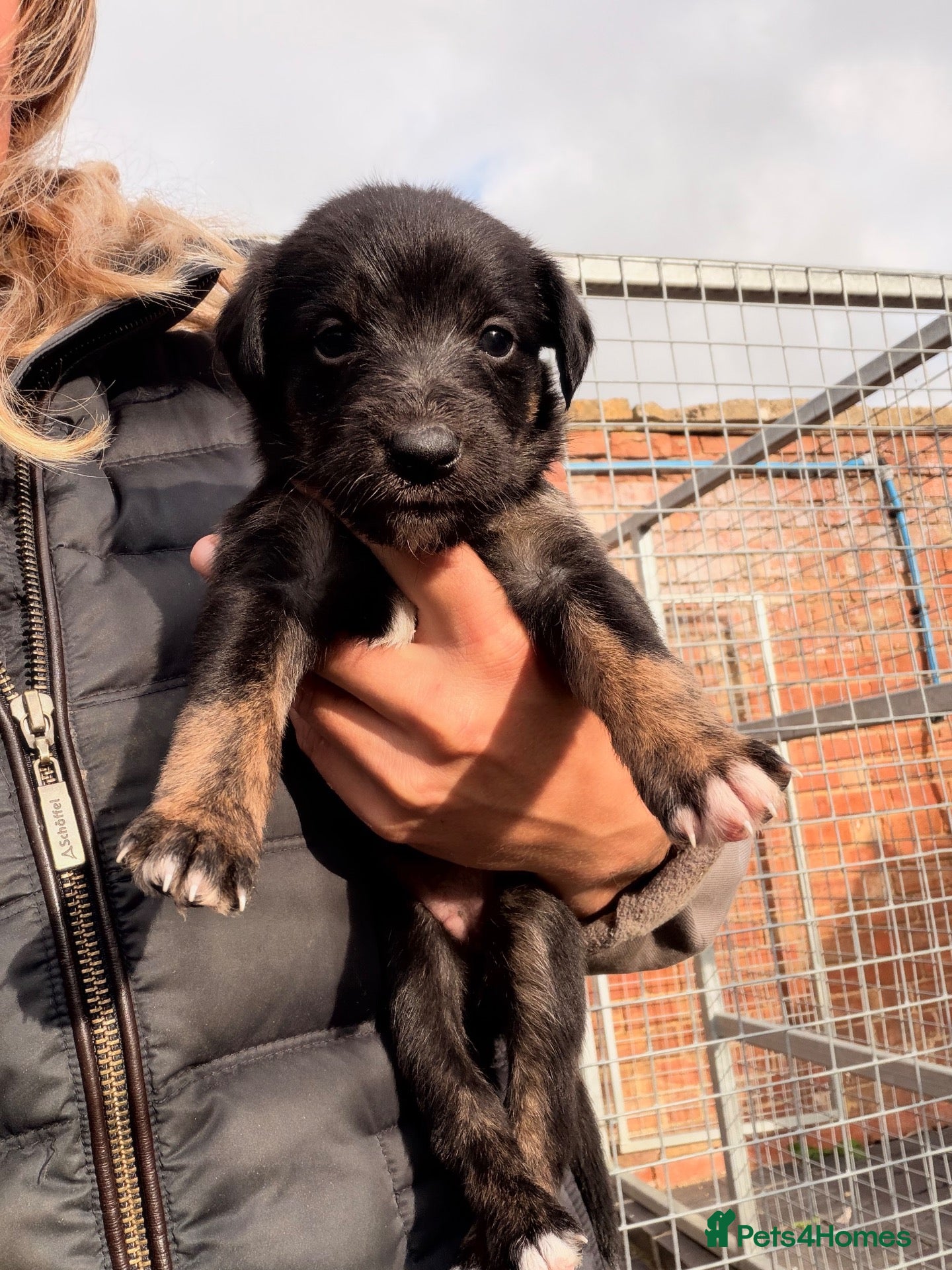 Mixed Breed dogs Bedlington whippet x lurcher  - Advert 5