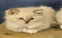 Ragdoll cats for sale: Amazing Ragdoll Babies - Image 11