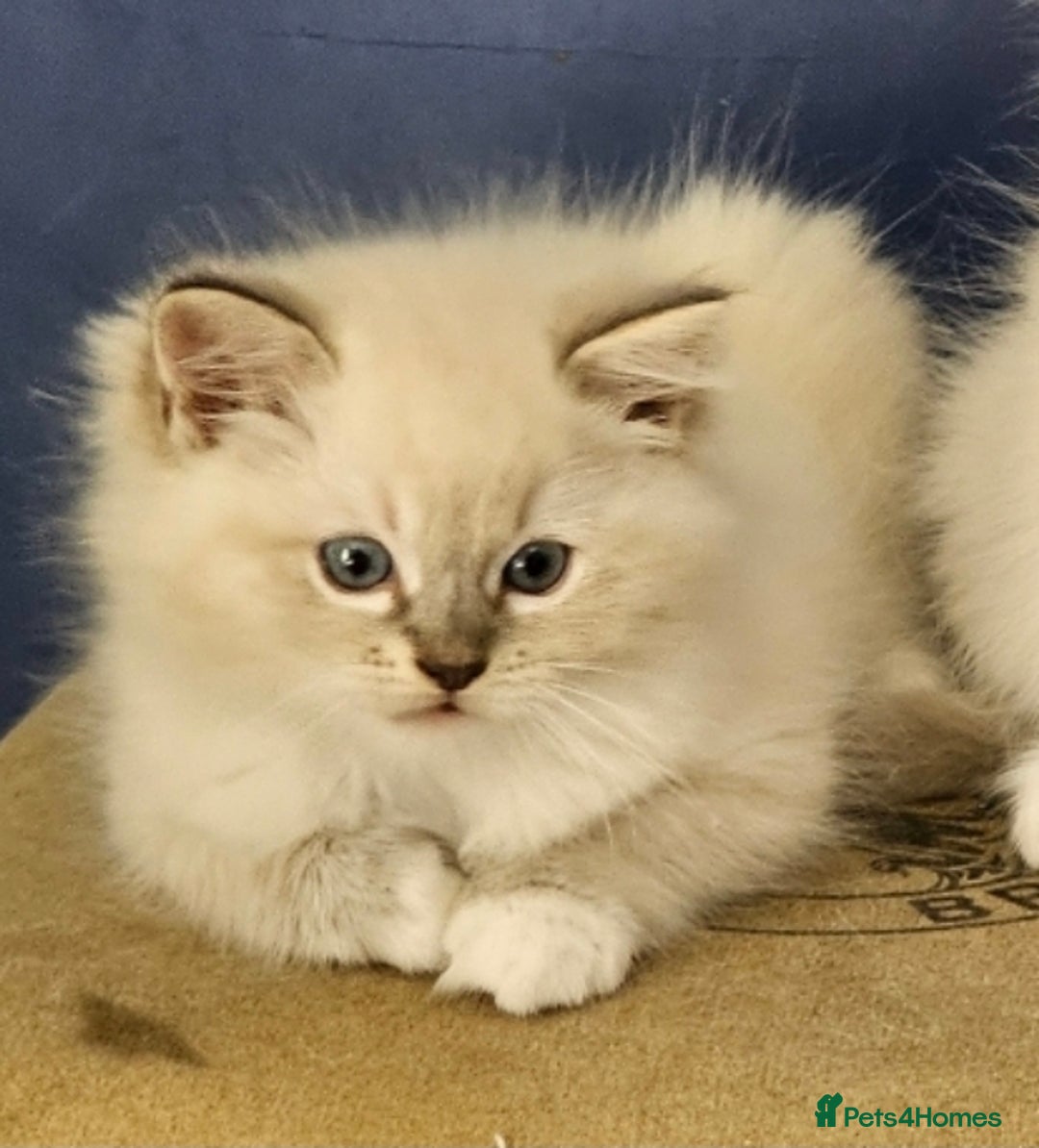 Ragdoll cats for sale: Amazing Ragdoll Babies - Image 11