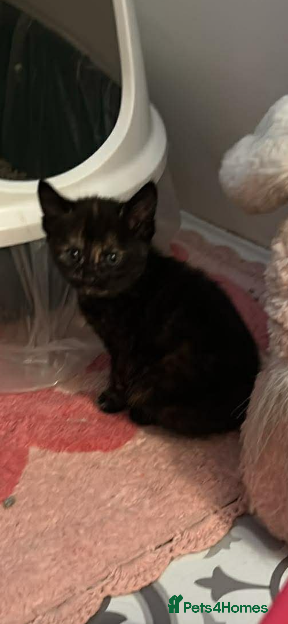 Mixed Breed cats 1 beautiful tortie girl left  - Advert 3