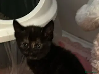 Mixed Breed cats 1 beautiful tortie girl left - Advert 5