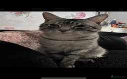 Domestic Shorthair cats for sale: 2 boys and 1 girl!  - Image 6