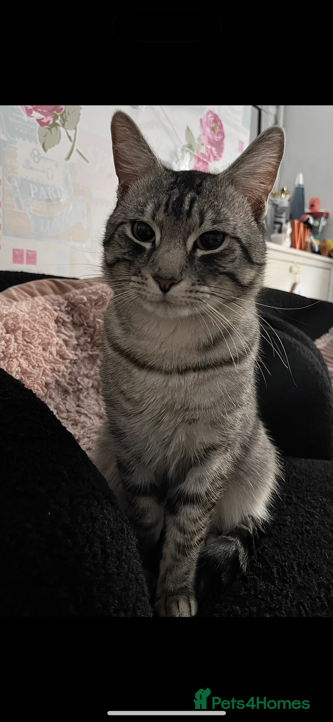Domestic Shorthair cats for sale: 2 boys and 1 girl!  - Image 6