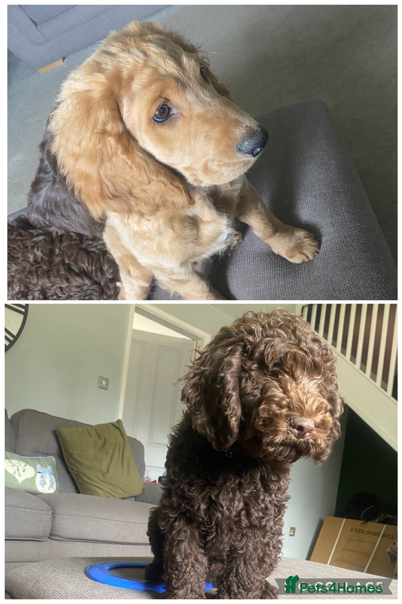 Cockapoo dogs Ready to go- 2x male cockapoos 1golden 1brown  - Advert 14