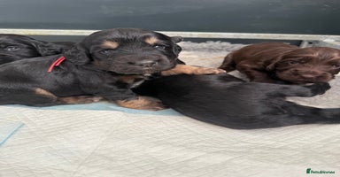 Cocker Spaniel dogs - Advert 16