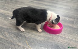 Border Collie dogs for sale: Border collie pups - Image 38