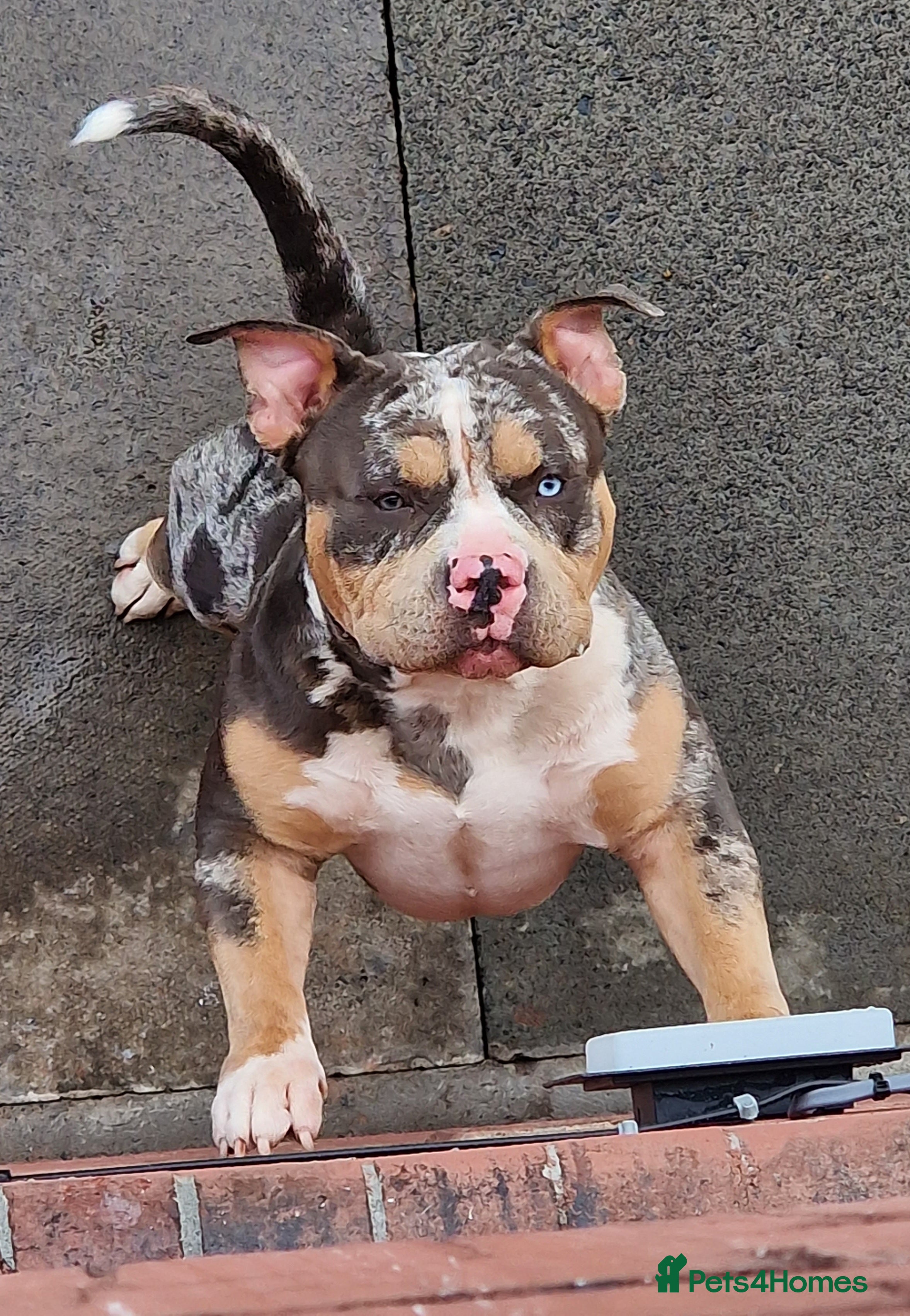 American Bully dogs Enzo Stud Available in Glasgow - Advert 1
