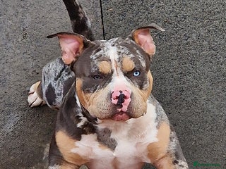 American Bully dogs Enzo Stud Available in Glasgow - Advert 1