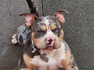 American Bully dogs Enzo Stud Available in Glasgow - Advert 16