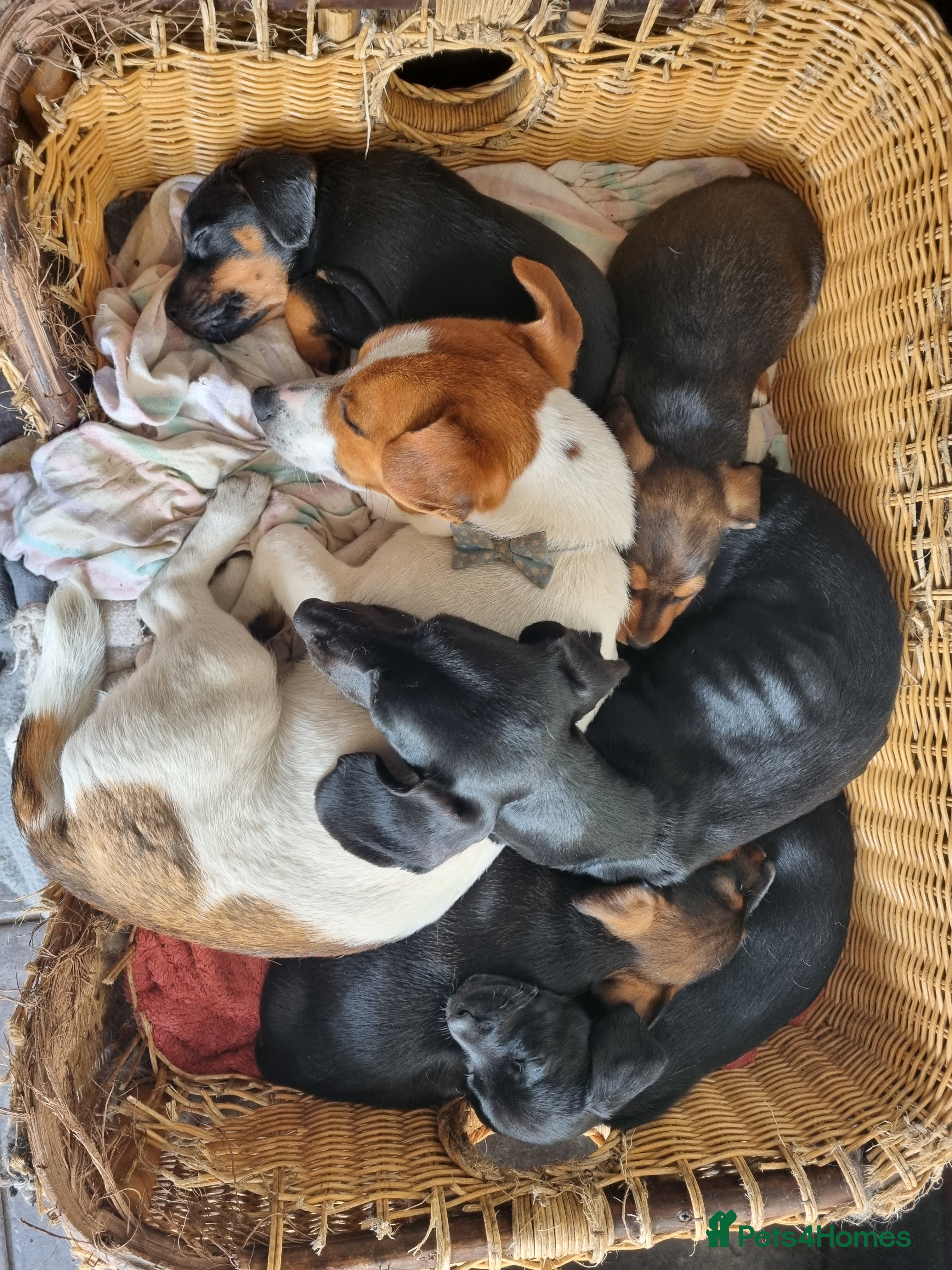 Mixed Breed dogs for sale: Jack Rockers in King's Lynn - Advert 2