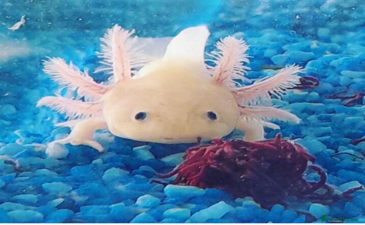Axolotl reptiles - Advert 1