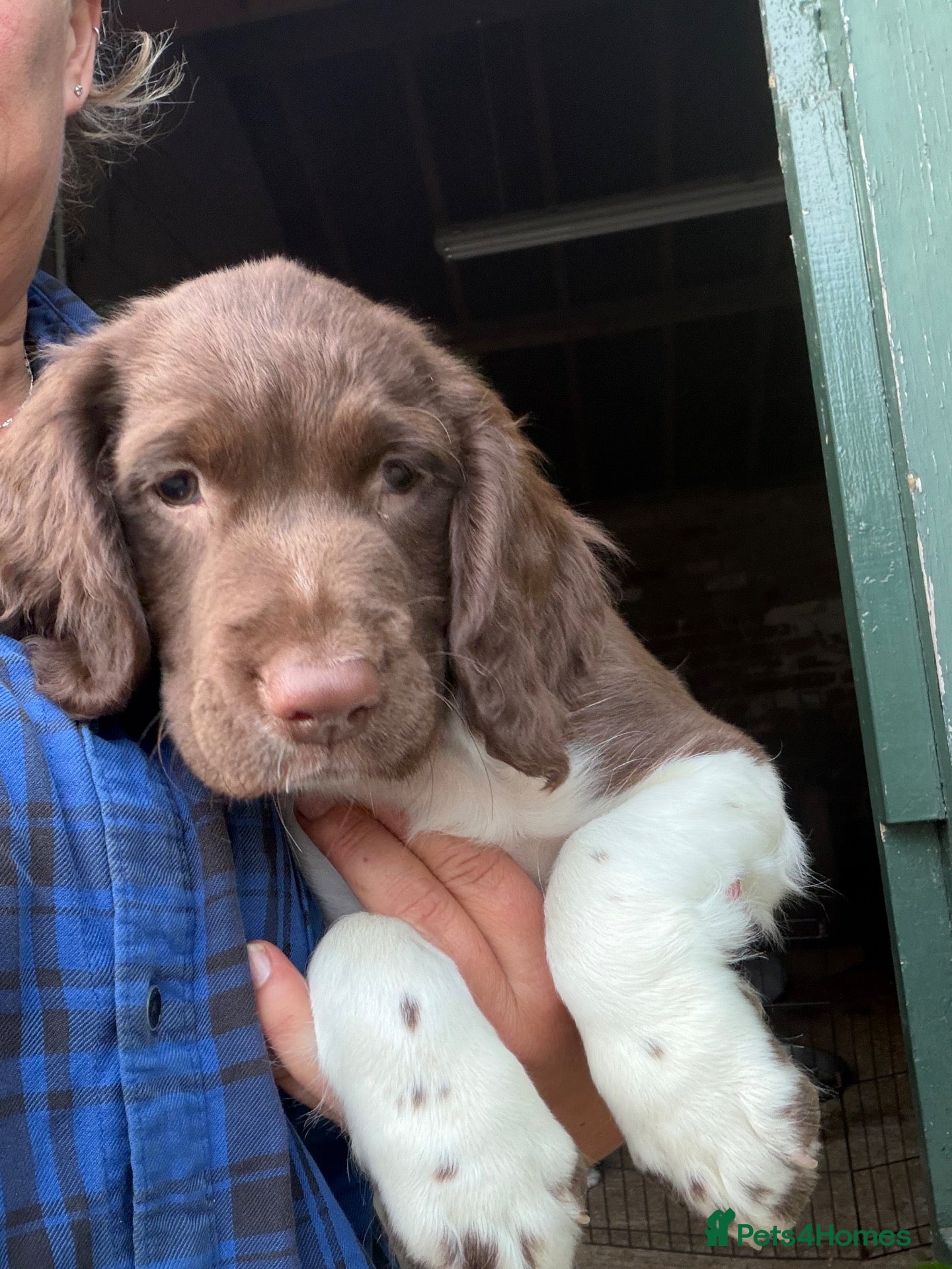 English Springer Spaniel dogs Beautiful Springer Spaniel Puppies  - Advert 12