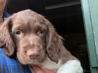 English Springer Spaniel dogs Beautiful Springer Spaniel Puppies - Advert 12