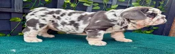 English Bulldog dogs for sale: Stunning bulldog puppies for sale  - Advert 14