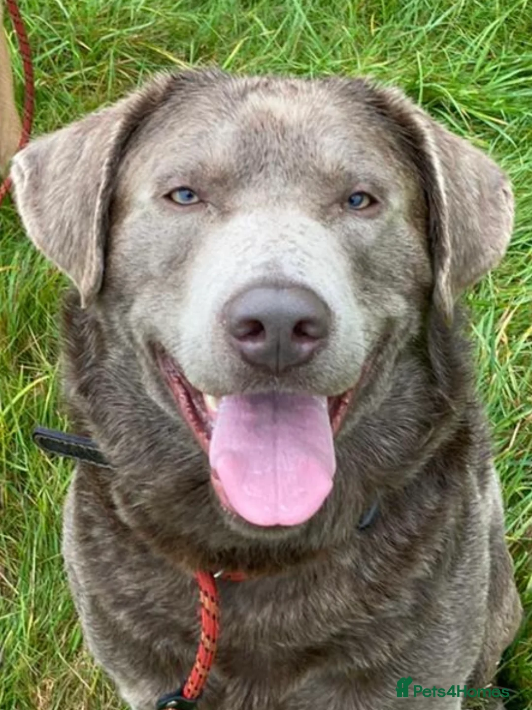 Labrador Retriever dogs for stud: Silver Labrador stud in Ware - Advert 8