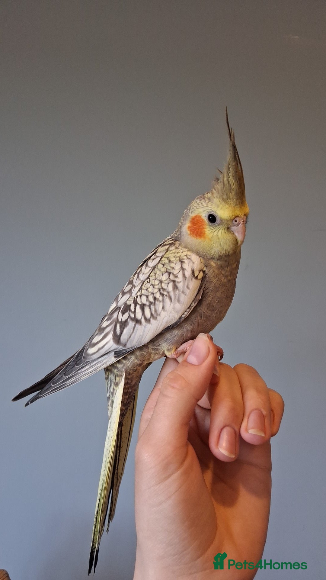 Cockatiels birds Baby cockatiel  - Advert 2