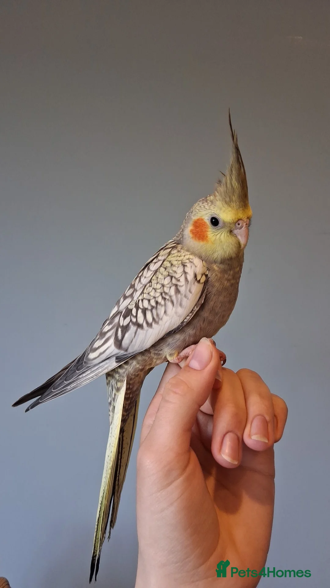 Cockatiels birds for sale: Baby cockatiel  in Bedford - Advert 1