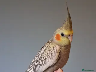 Cockatiels birds Baby cockatiel - Advert 2