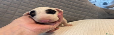 English Bull Terrier Puppy 4