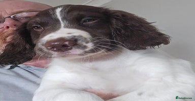 English Springer Spaniel dogs Beautiful Kc reg springer spaniel pups - Advert 4