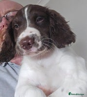 English Springer Spaniel dogs Beautiful Kc reg springer spaniel pups - Advert 4